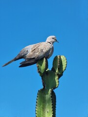 bird on a branch