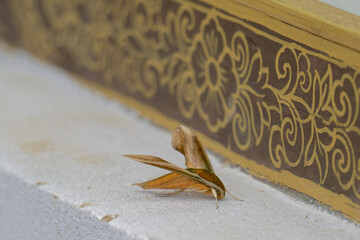 close up of green hawkmoth (pergesa acteus)