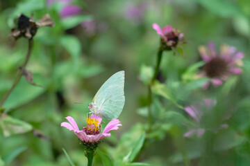 butterfly (cabbage white) on pink zinnia flower on bokeh effect back ground