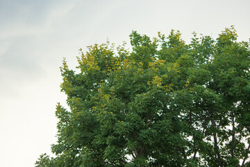 green leaves and sky