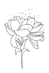 Obraz premium Peonies - black line drawing of flowers 
