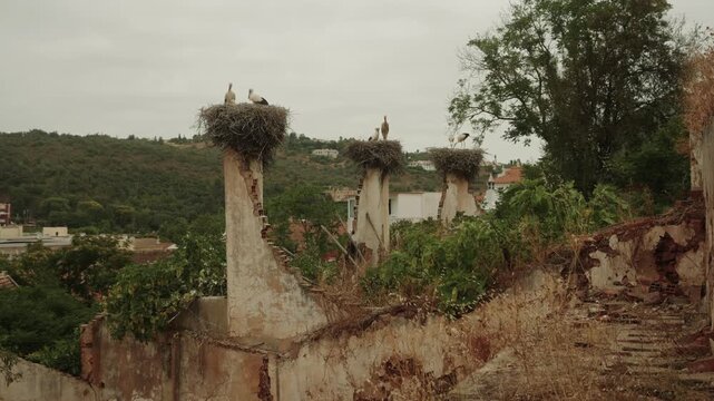 White storks nesting on old ruined building chimneys in Silves, Algarve, Portugal