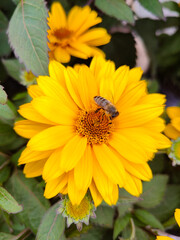 A bee is sitting on a yellow flower