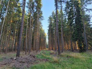 A forest filled with lots of tall pine trees in the middle of a forest