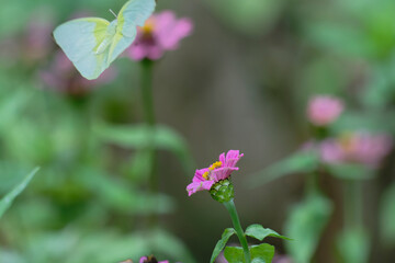 butterfly (cabbage white) on pink zinnia flower on bokeh effect back ground