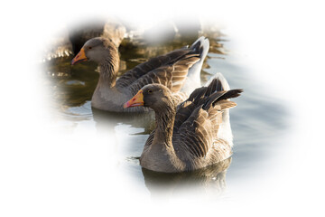 Large domestic geese (Anser anser domesticus) are selectively bred for their size, meat, eggs, and down feathers. Known for their calm temperament, impressive body mass, and adaptability.