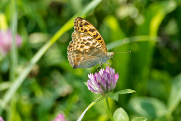 Silver-washed Fritillary butterfly (Argynnis paphia) sitting on pink flower in Zurich, Switzerland