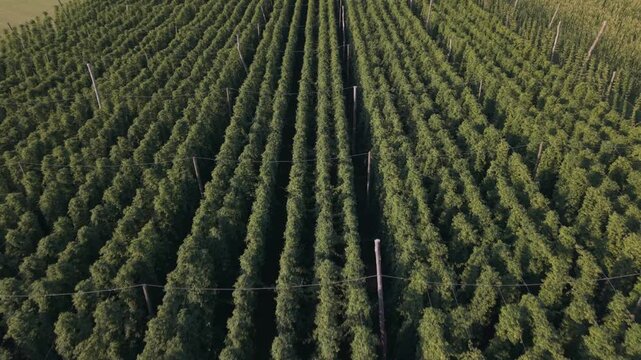 Fly with me along the Bavarian hops fields close to Pfaffenhofen region which is called the Holledau region and which is one of the biggest hops agriculture areas worldwide