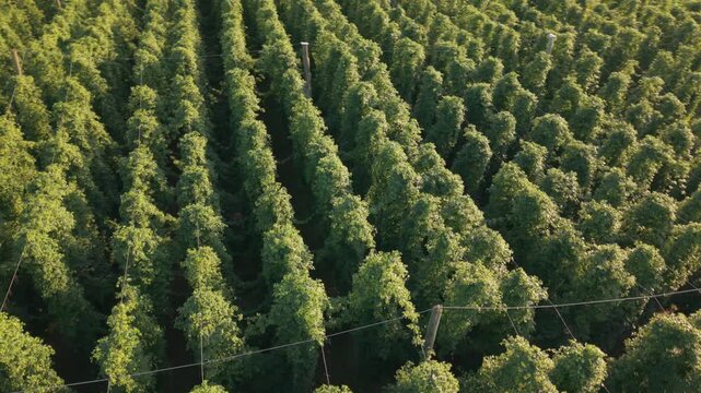 Fly with me along the Bavarian hops fields close to Pfaffenhofen region which is called the Holledau region and which is one of the biggest hops agriculture areas worldwide