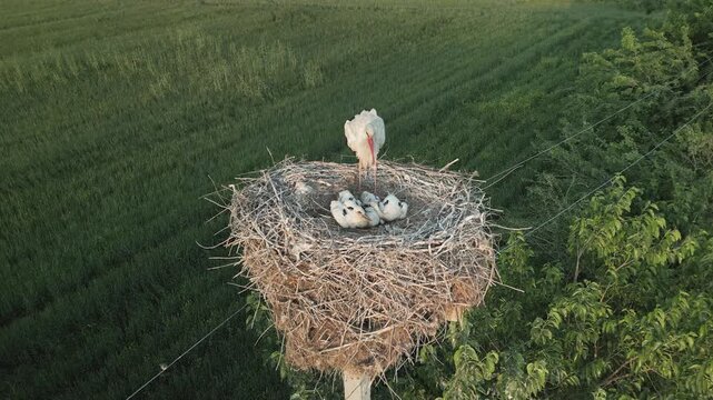 Aerial view glides over a stork feeding its young in a high nest. Below, green fields fill the landscape. The nest also houses sparrow nests beneath, showing interspecies interaction in nature