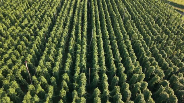 Fly with me along the Bavarian hops fields close to Pfaffenhofen region which is called the Holledau region and which is one of the biggest hops agriculture areas worldwide