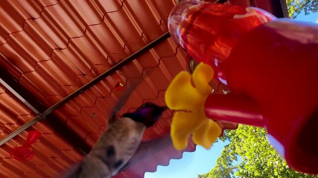 COLIBRIS ALIMENTANDOSE CAMARA LENTA