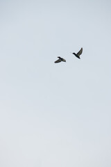 A pair of pigeon flying in the sky