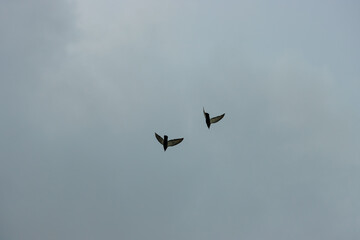 A pair of pigeon flying in the sky