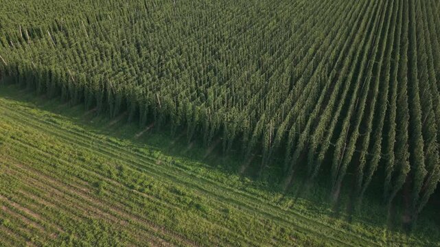 Fly with me along the Bavarian hops fields close to Pfaffenhofen region which is called the Holledau region and which is one of the biggest hops agriculture areas worldwide