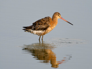Black-tailed godwit, Limosa limosa