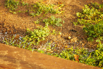 Water splashing on the ground