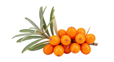 Isolated sea buckthorn branch