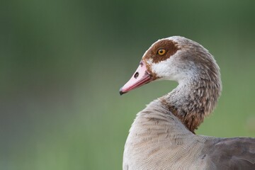 Egyptian Goose, Alopochen aegyptiacus (Anatidae)