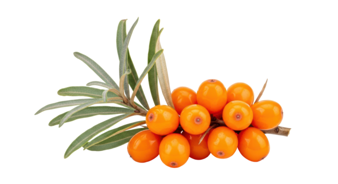 Isolated sea buckthorn branch