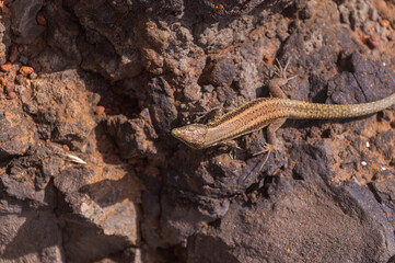 Lizard on a stone in Madeira island (Portugal)