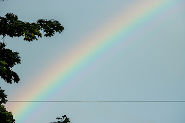Tree branches with a rainbow in the sky