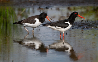 Eurasian Oystercatcher, Haematopus ostralegus (Haematopodidae)

