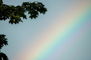 tree and sky with a rainbow