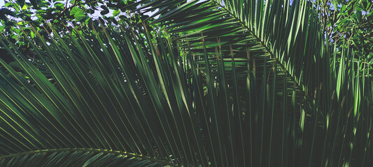Close up. Green vegetation in the background, palm leaves.	