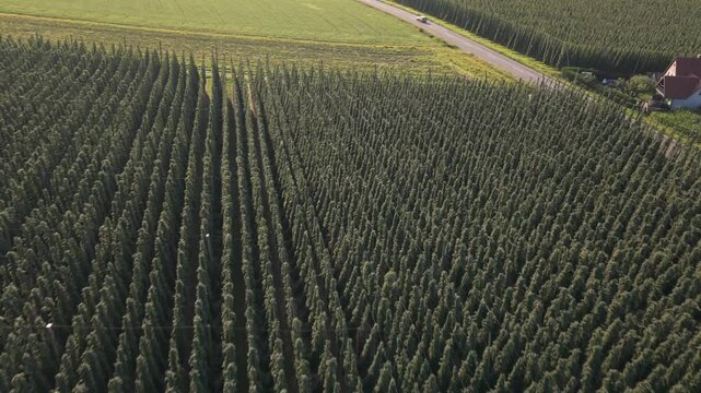 Fly with me along the Bavarian hops fields close to Pfaffenhofen region which is called the Holledau region and which is one of the biggest hops agriculture areas worldwide