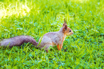 Cute red squirrel sits in the grass in the city park.