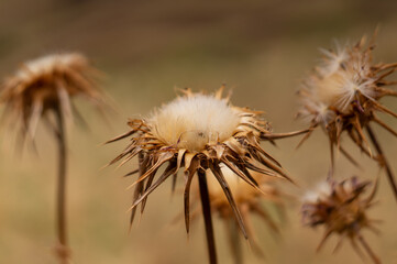 Carlina corymbosa, thistle flower close-up on Madeira island