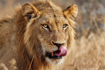 Fototapeta premium A lion licking its chops after a meal, eyes content and relaxed, depicting the aftermath of a successful hunt.