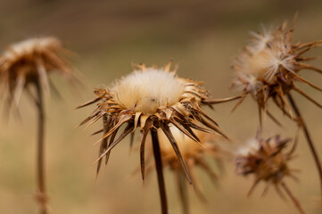 Golden thistle flower close-up on Madeira island