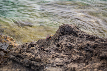 Colorful crab on volcanic rock by the ocean shore of Madeira