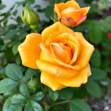 Rose 'Casque d'or'