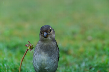 Buchfink von der Seite, Madeira Island wildlife female chaffinch bird feeding on grass