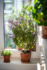 Blooming Thai basil bush and small thyme plant in clay pots on windowsill at home. Cultivation homegrown aroma spicy herbs, indoor gardening. Green hobby concept