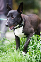 black and white dog running in grass
