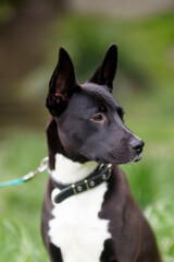 black and white dog sitting