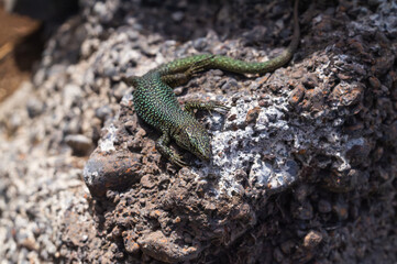 Green lizard on a lava stone in Madeira island (Portugal)
