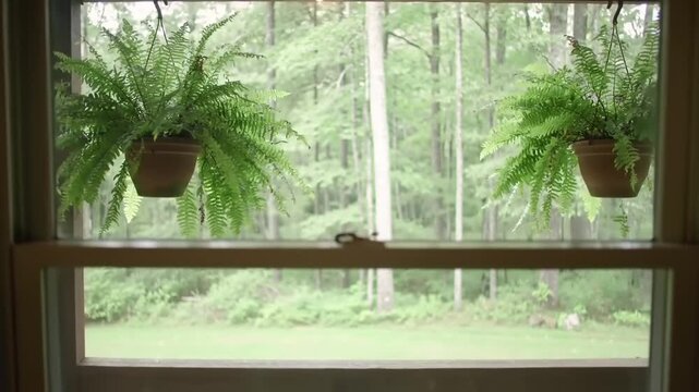 Hanging ferns in a window looking out to a wooded area
