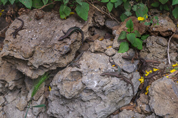 Lizards on a rock among yellow flowers in Madeira island (Portugal)