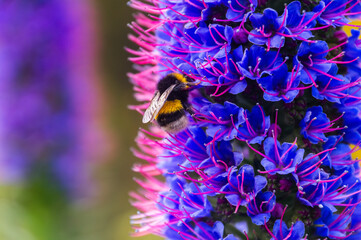 Bumblebee on Echium candicans (Pride of Madeira) flower