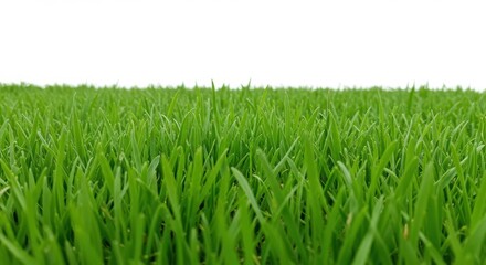 Closeup of lush green grass with dew drops, isolated on white background
