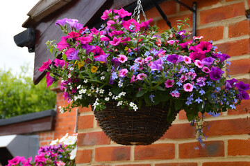 Close up shot of beautiful bright and cheerful hanging basket full of flowers, a welcome decoration on any house wall.