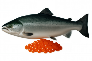 Fresh salmon with red caviar floating on a transparent background, perfect for culinary projects
