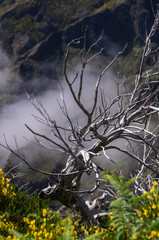 Twisted Dead Tree in Madeira Mountains