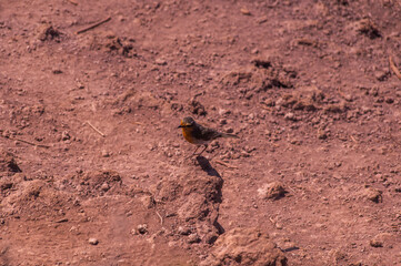 Curious Robin on Dry Ground, Madeira, Portugal.