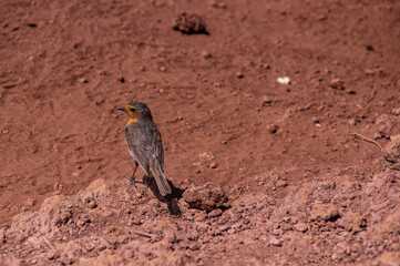 European Robin Standing on a Rock